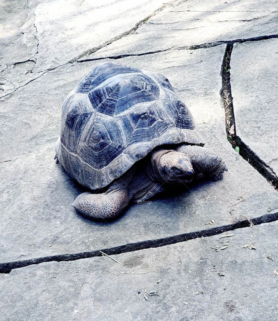 Tortoise in the go