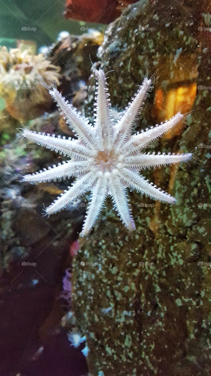 A starfish attached to the window of its aquarium home.