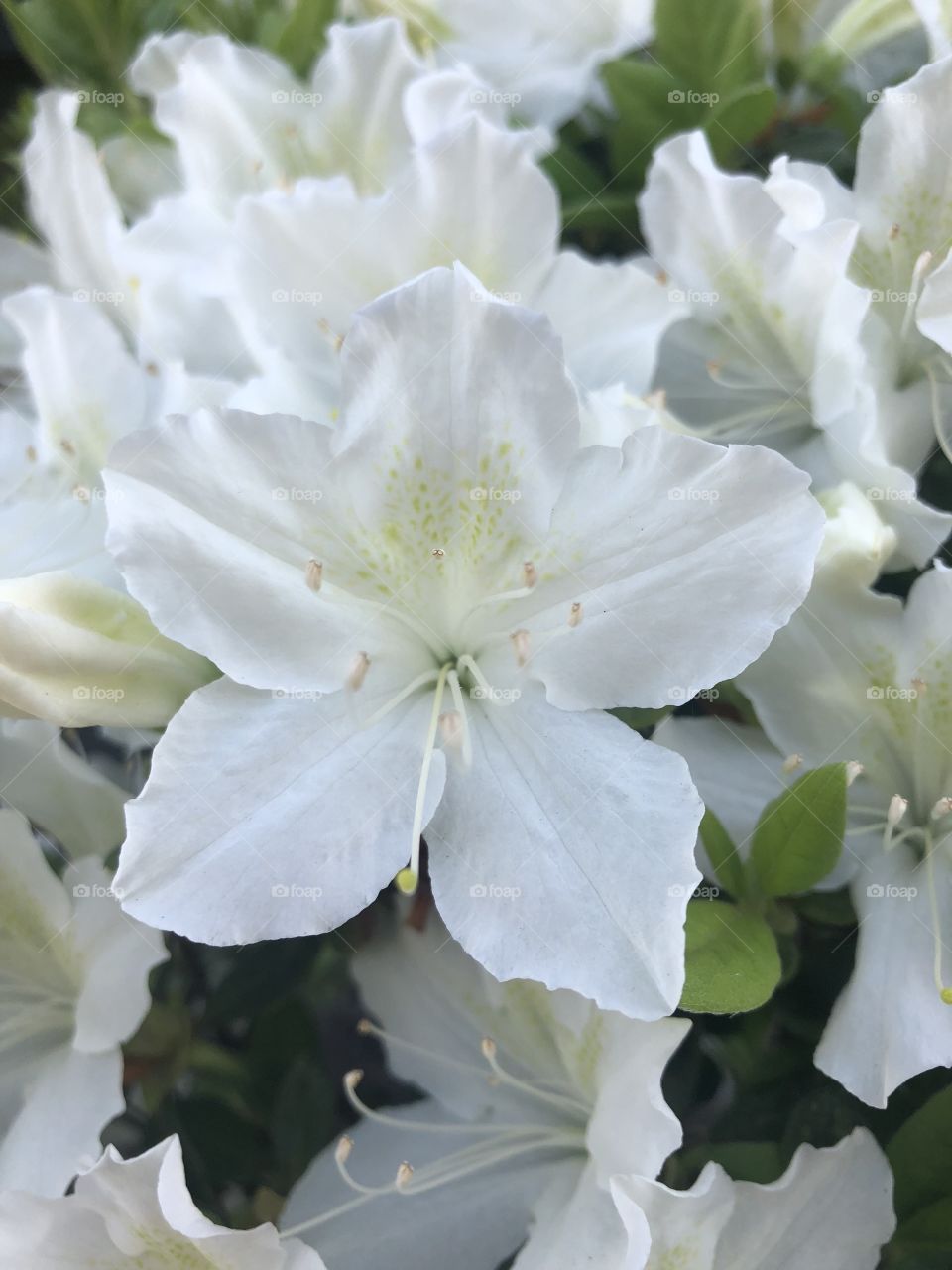 Five Point White Flower Blooms. Signs of Spring. Nature’s Beauty. Bush/Shrub Awakening.