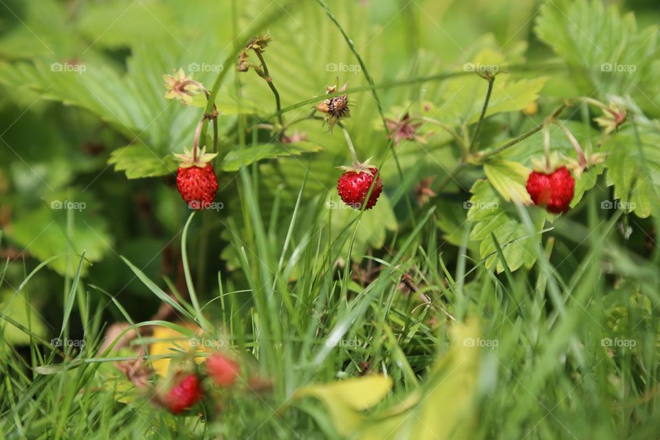 Wild strawberries. Wild strawberries in the forest