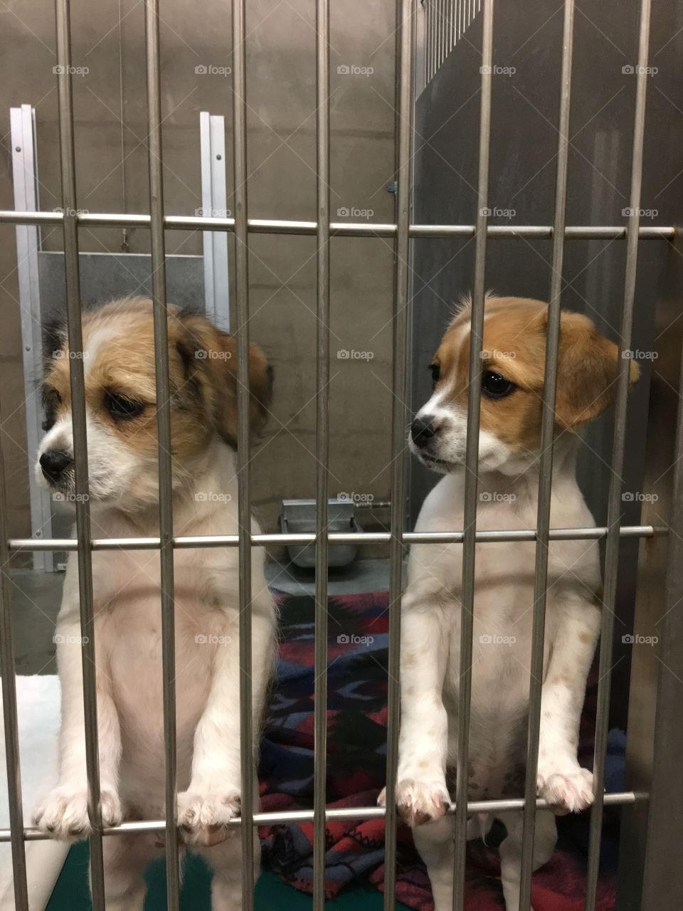 puppies looking left in animal shelter 