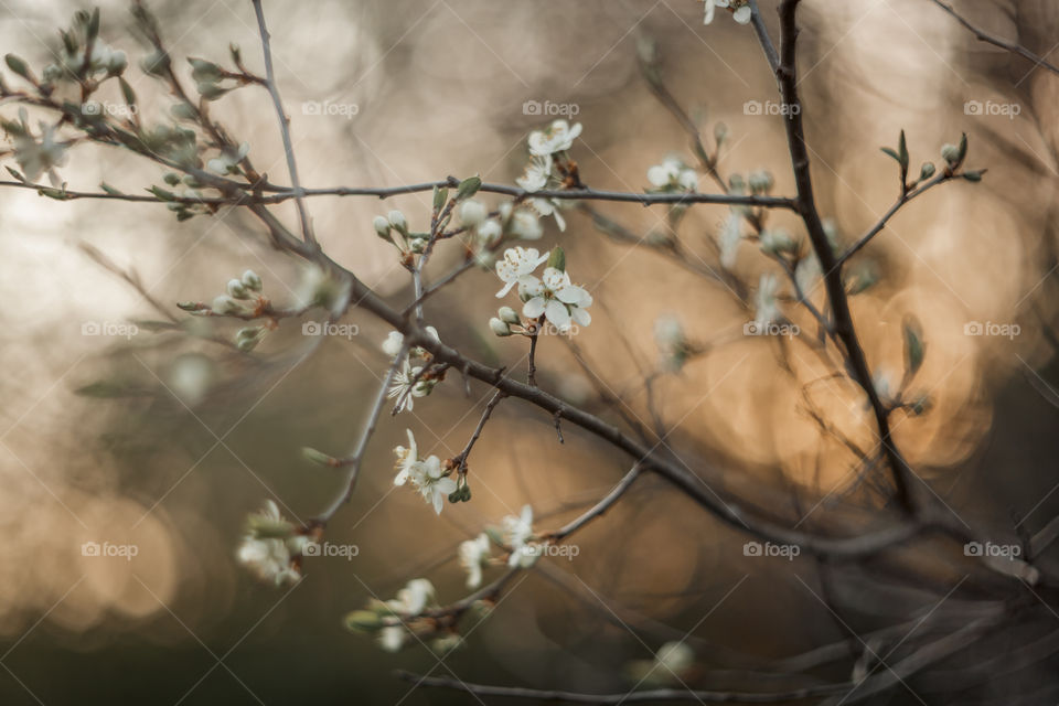 Blossom branch of a cherry tree at sunset