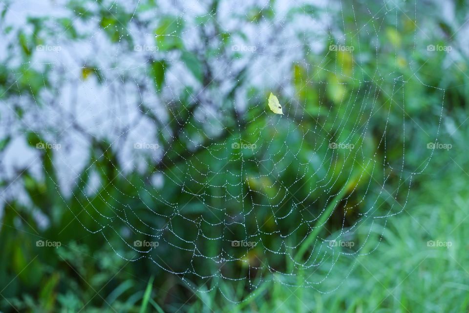雨中的蛛网