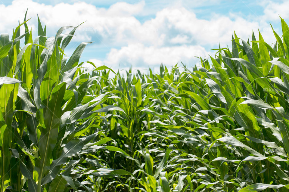High angle view of corn field
