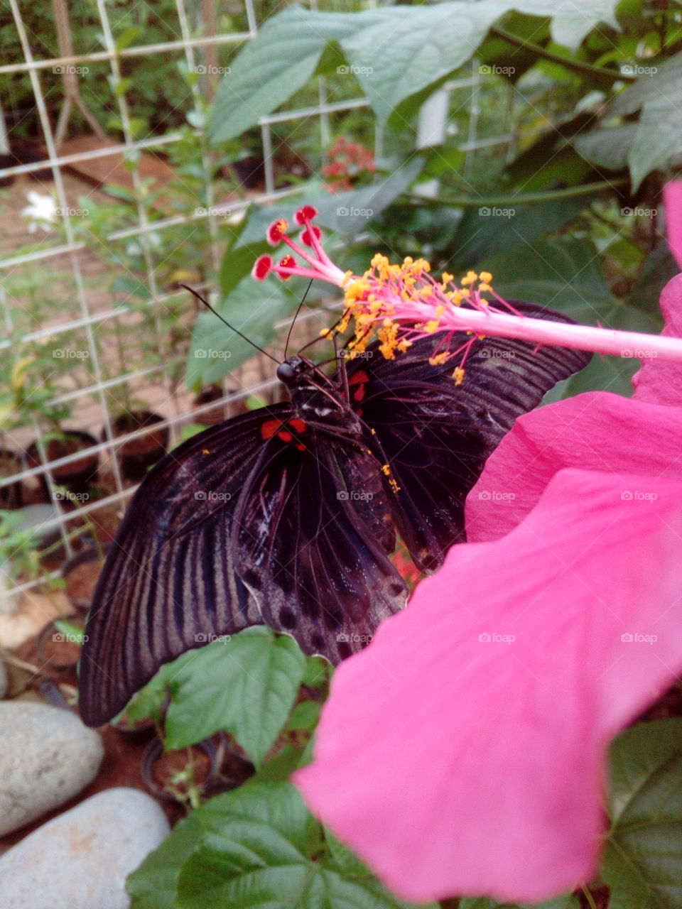 Butterfly on the flower