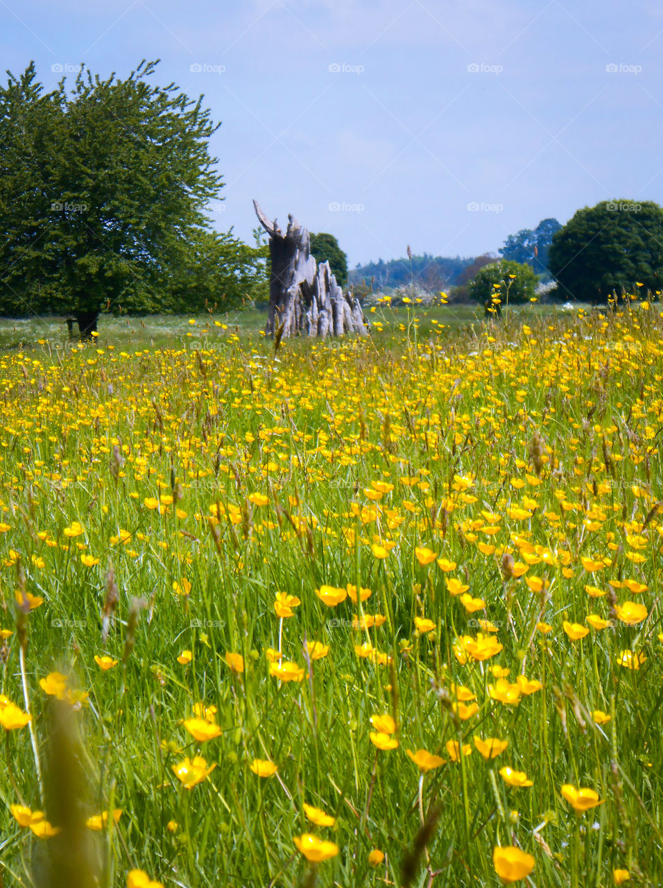 Buttercup fields of summer, Shropshire