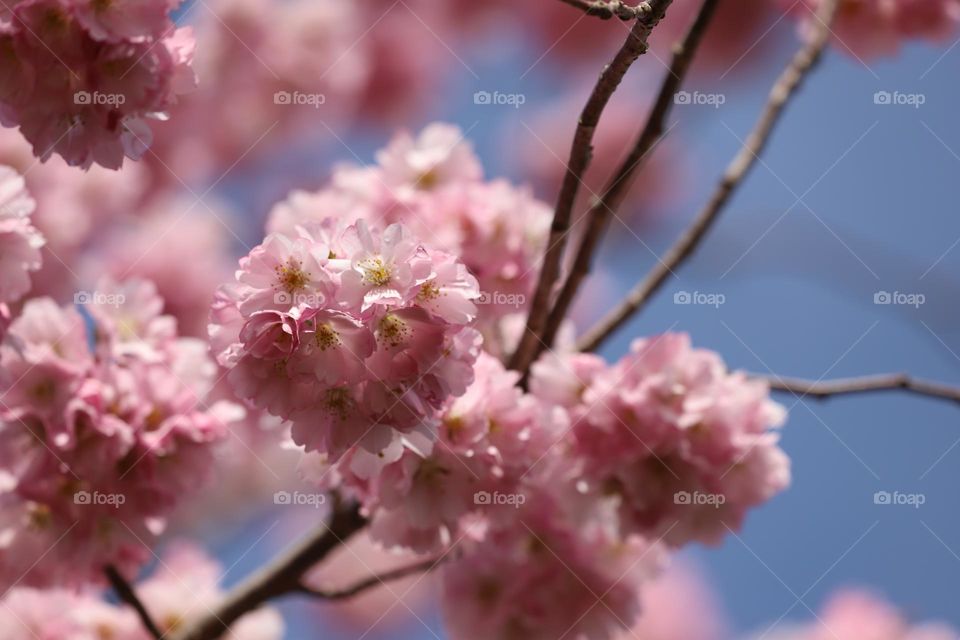 Cherry tree blossoms 