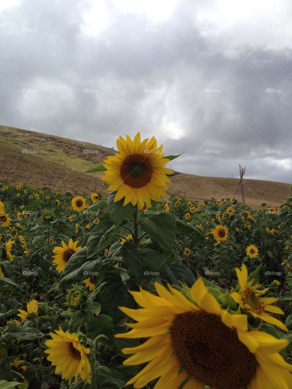 Hawaiian sunflowers