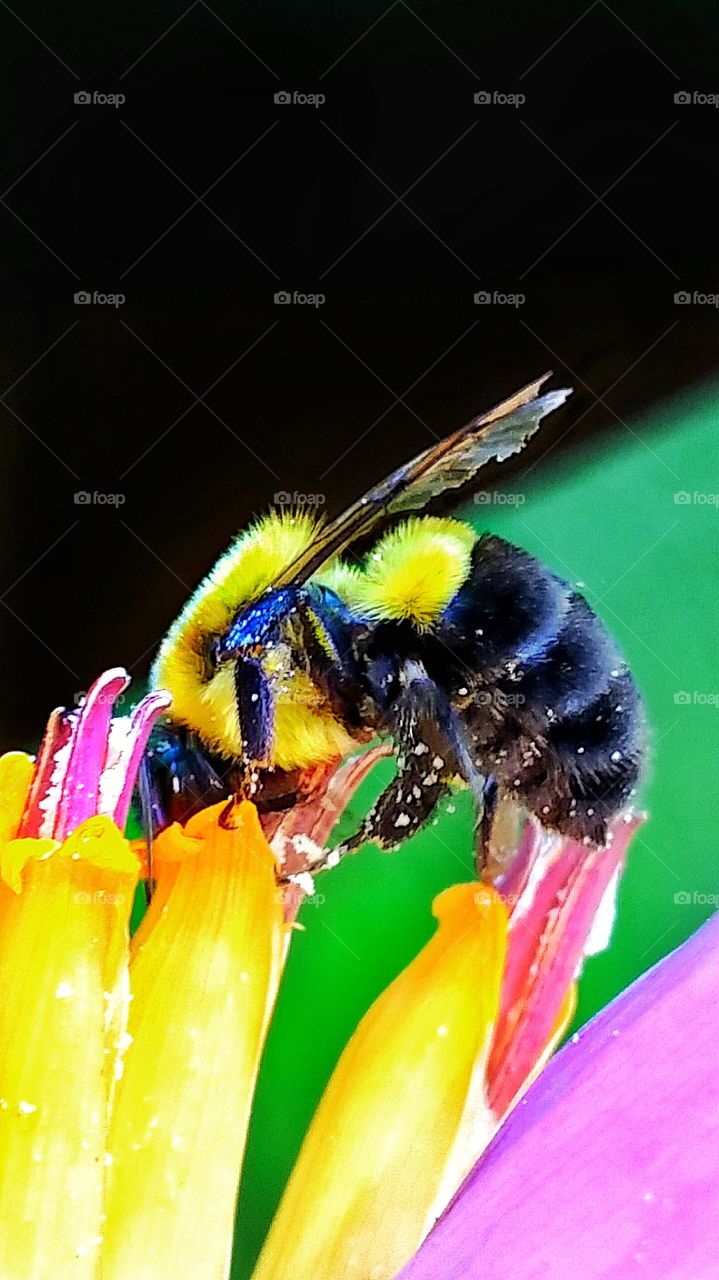 bumble bee feeding on banana flowers