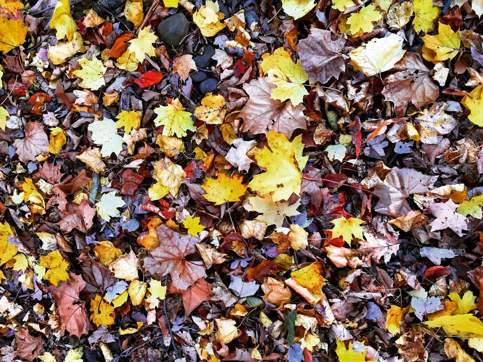 High angle view of autumn dry leaves