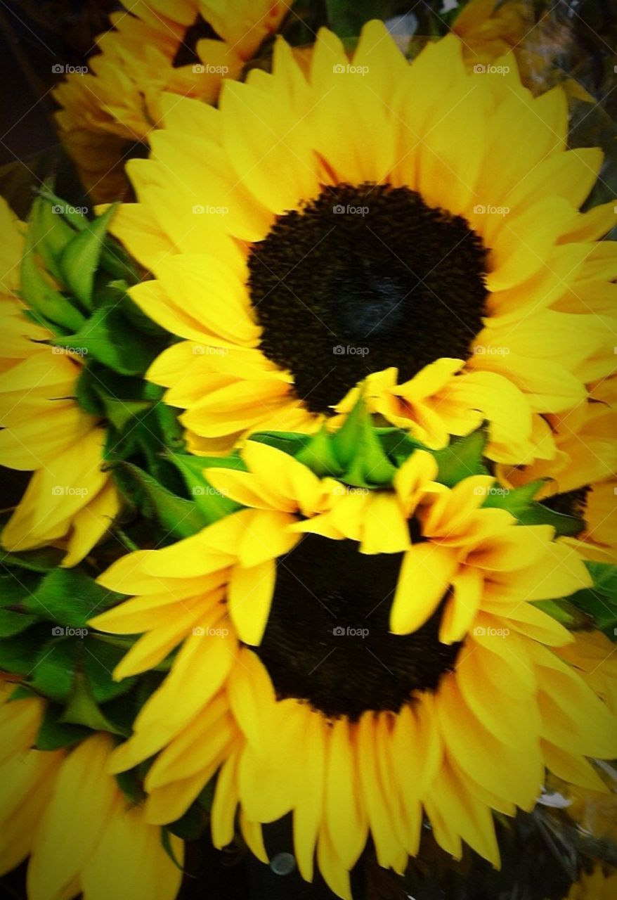 Sunflowers