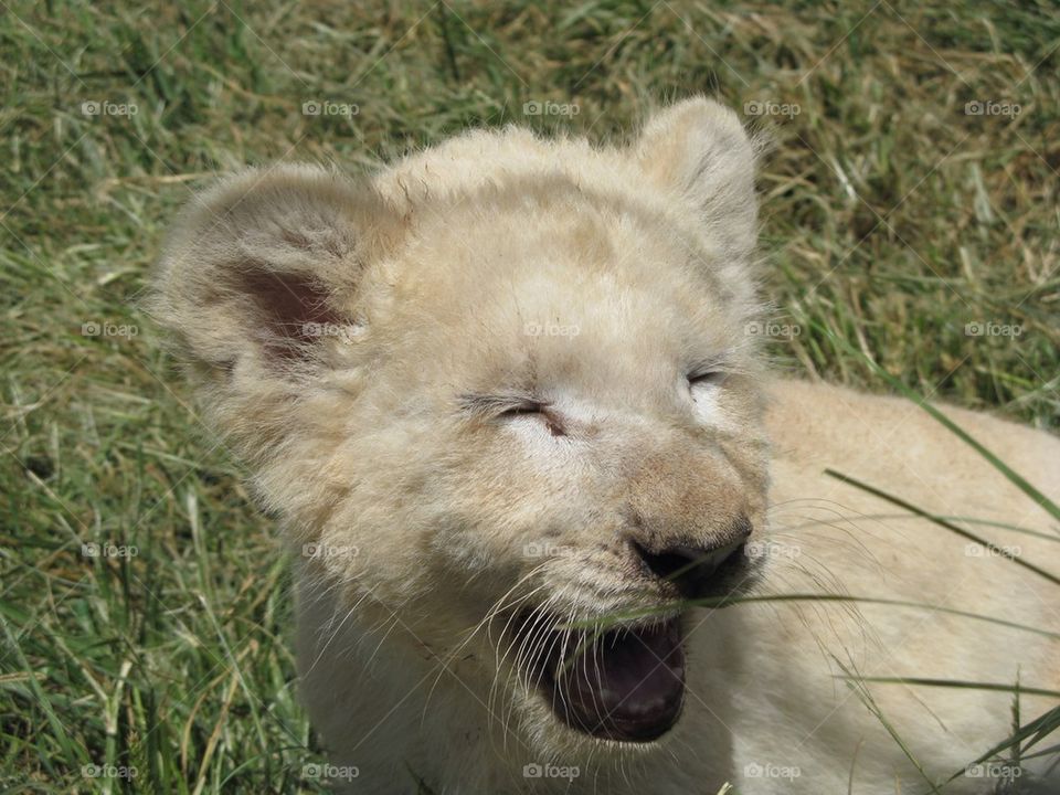 Laughing lion cub