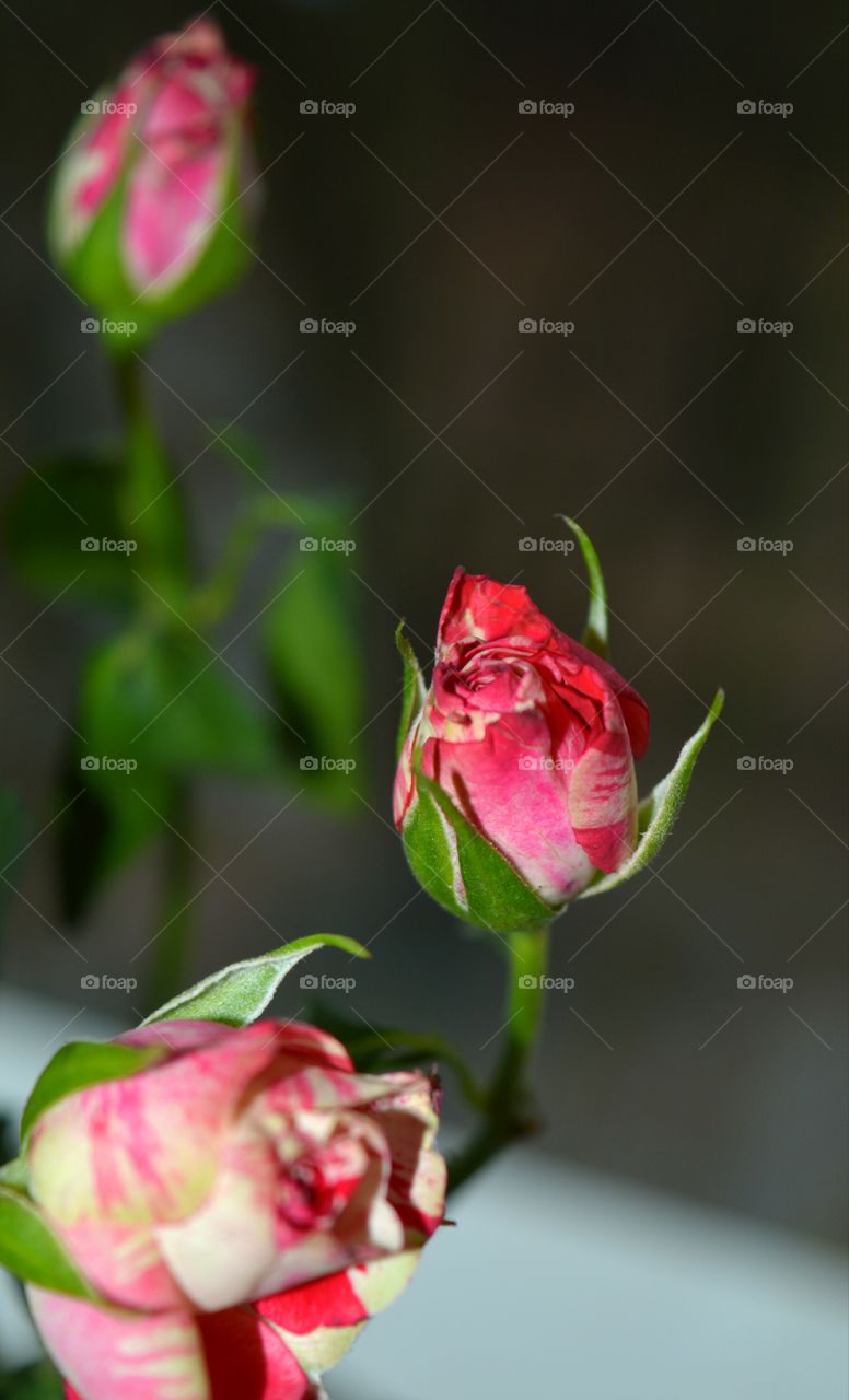 Flower, Rose, Nature, Love, Romance