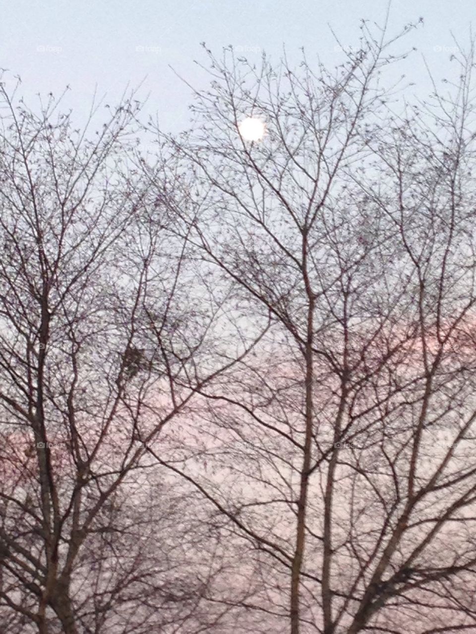 Full moon through tree