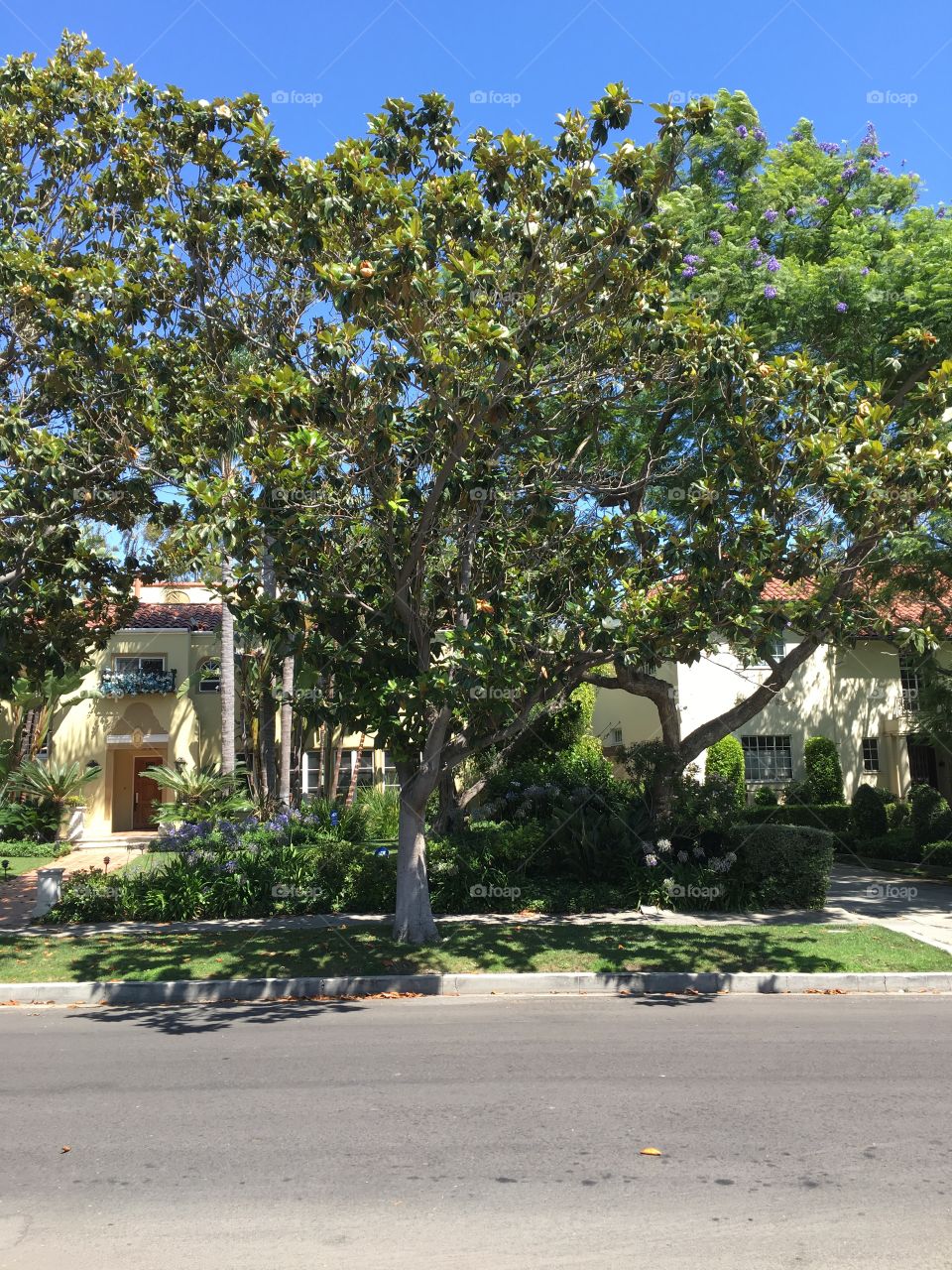 Sunny Street in Hancock Park