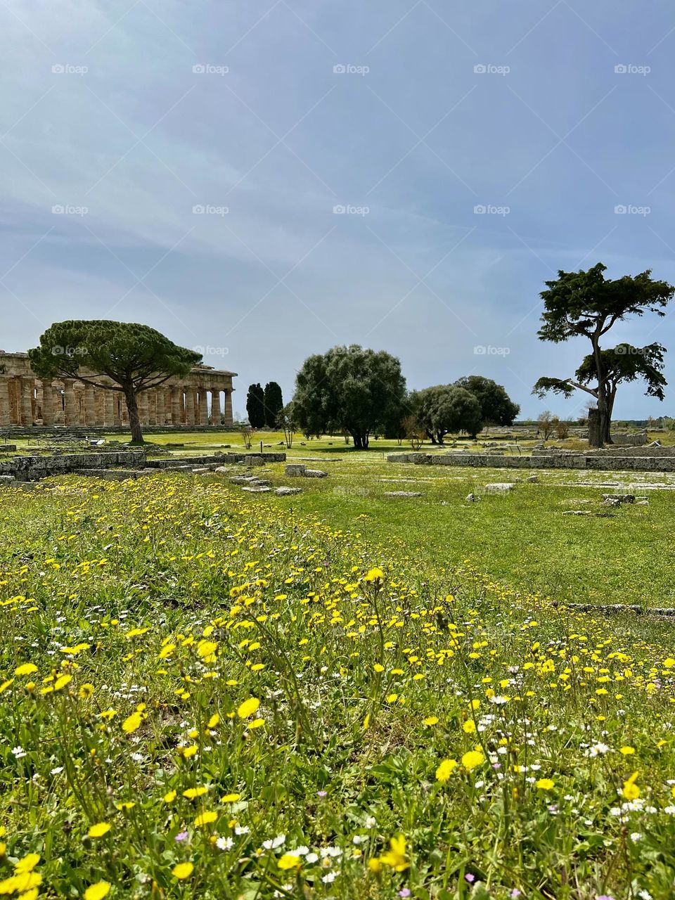 Spring flowers in the archeological park