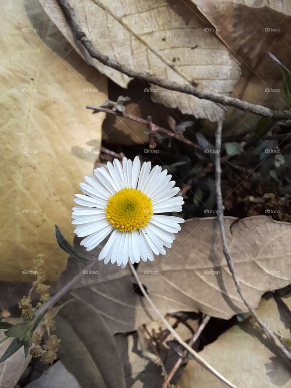 Latin American fleabane