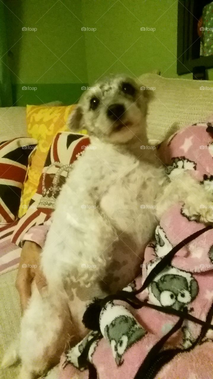 morning cuddle. pet dog