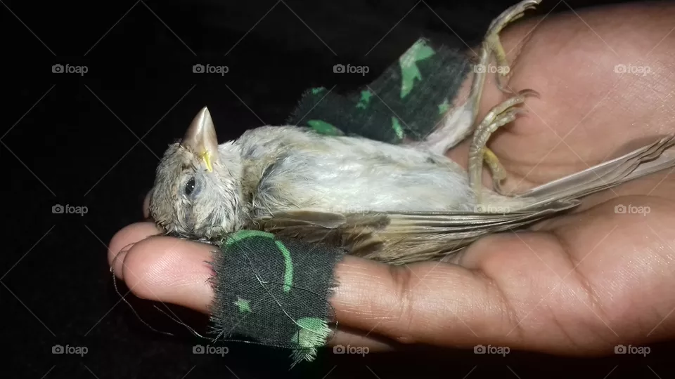 Save birds