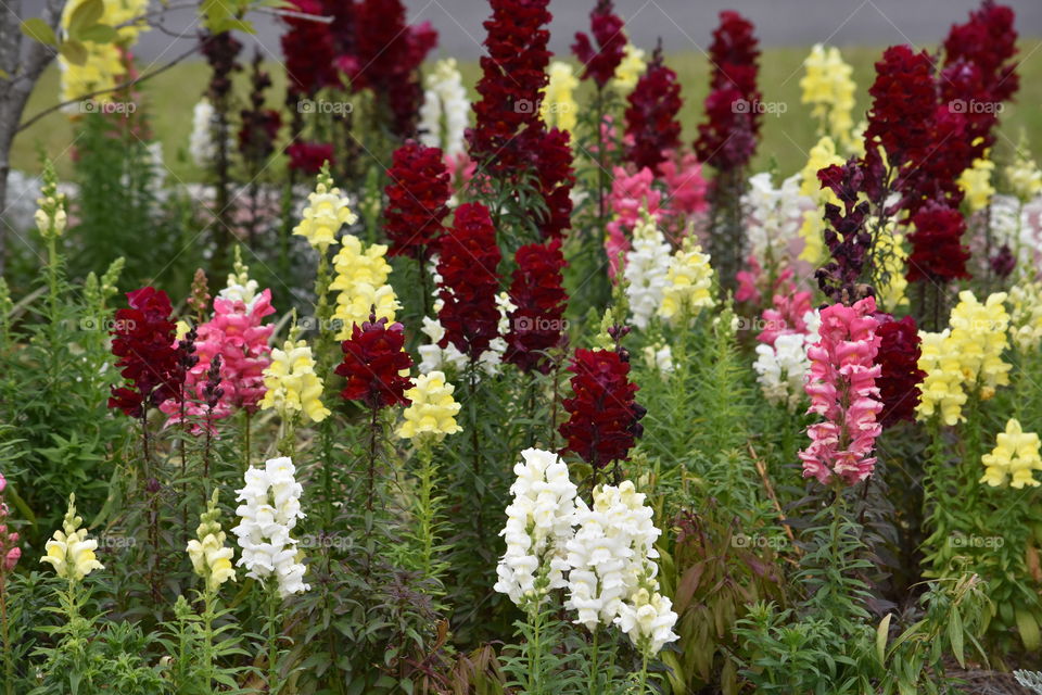 Beautiful Blooms Abound