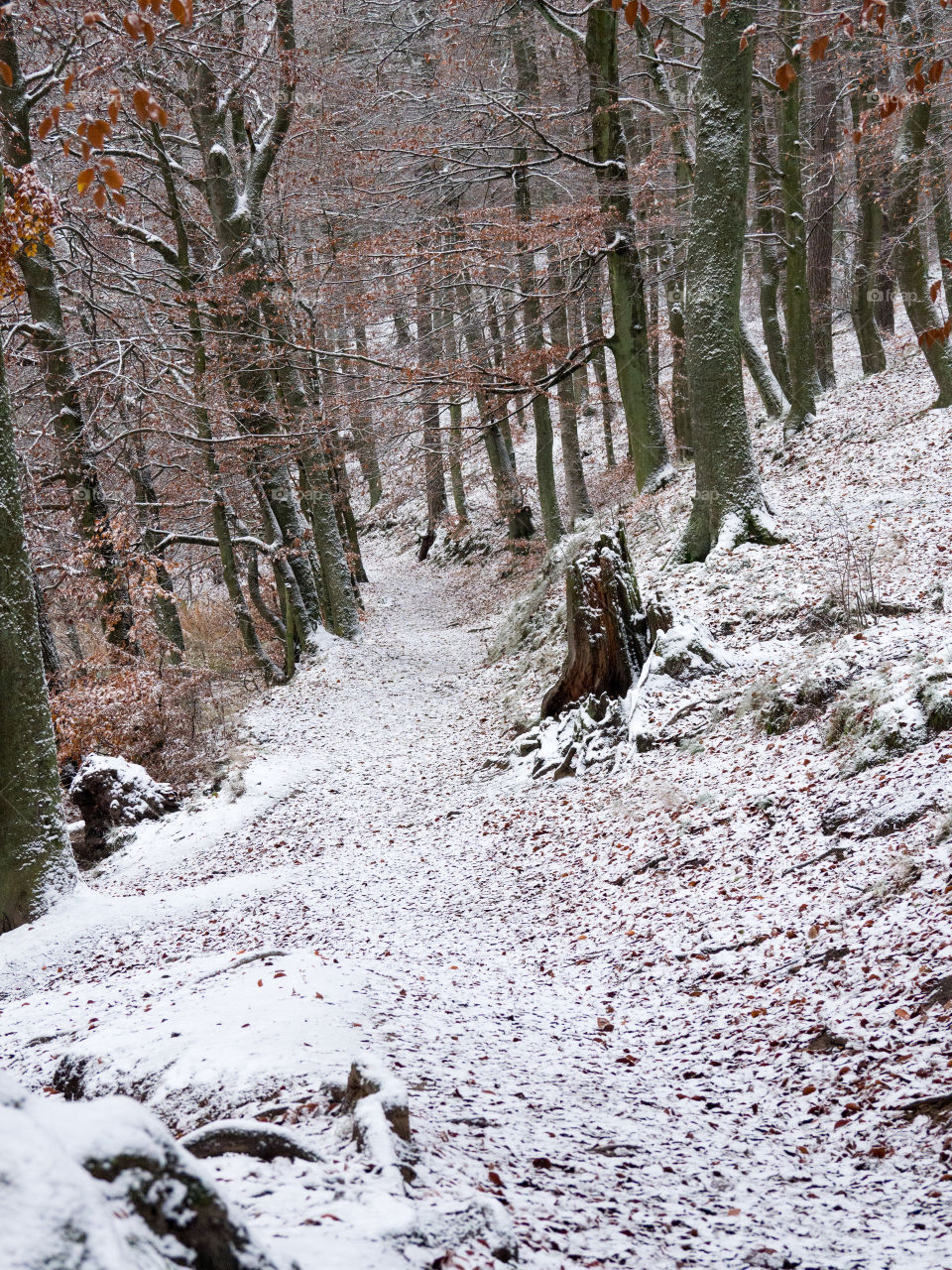 first snow on a forest path