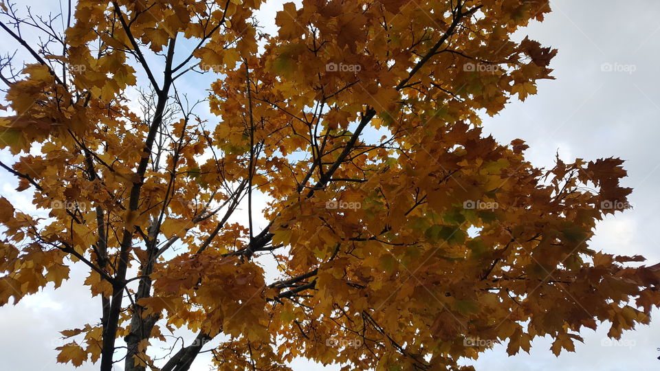Fall, Leaf, Season, Tree, Maple