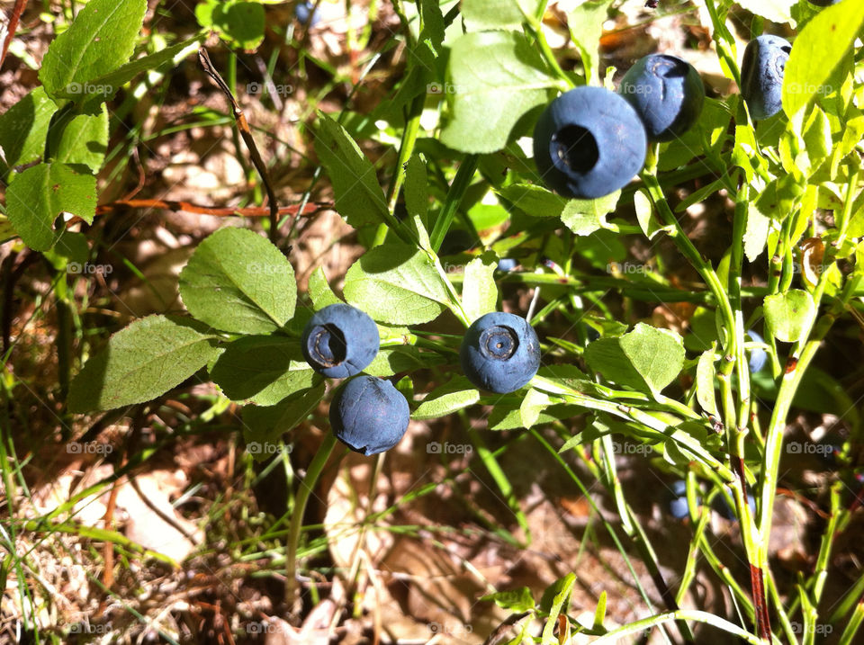 Sprig with blueberries in forest in summer.