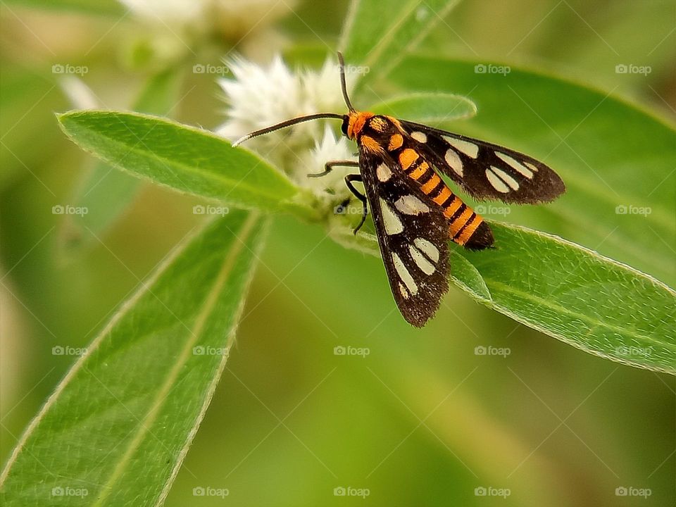 Tiger moth on the grass flower in macroshot, insects, wildlife, nature, macro, close up, depth of field