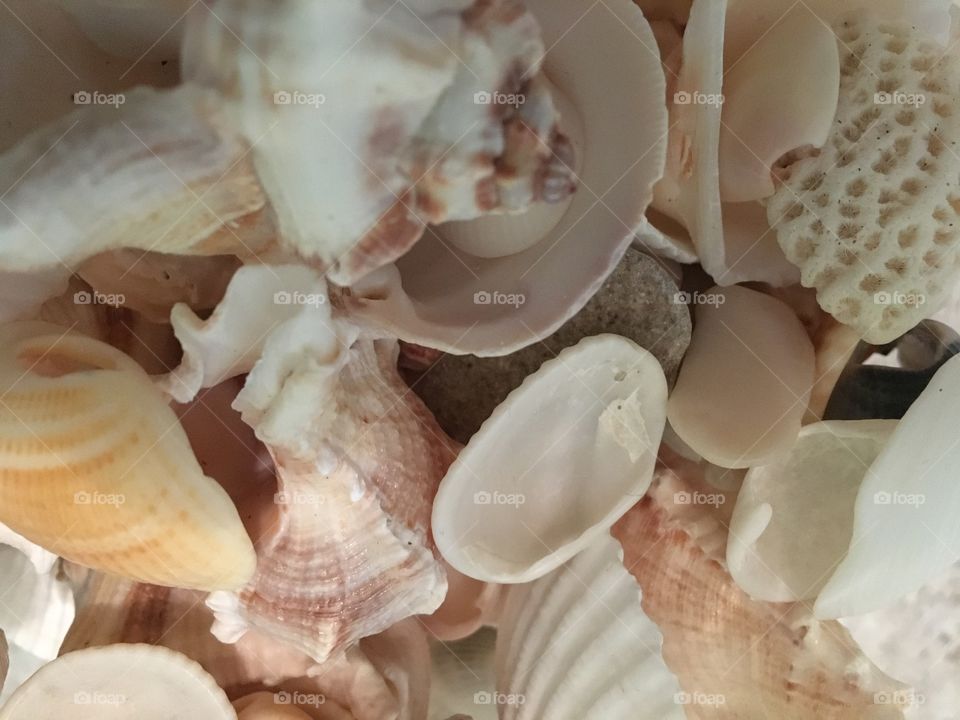 Seashell pile.