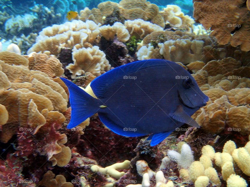 Ocean Fish Roatan Honduras