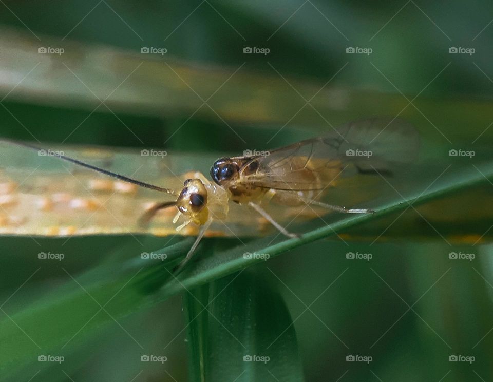 Photo of an unusual insect in Ukraine