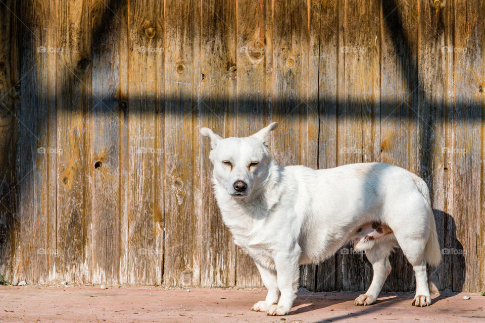 White Small Dog In Front Of Wooden Background
