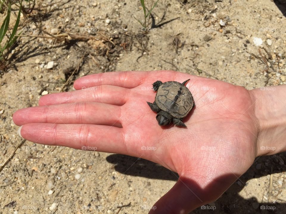 Person's hand holding baby turtle