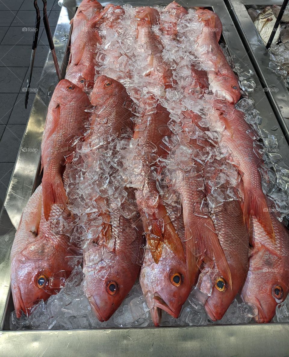 snapper fish