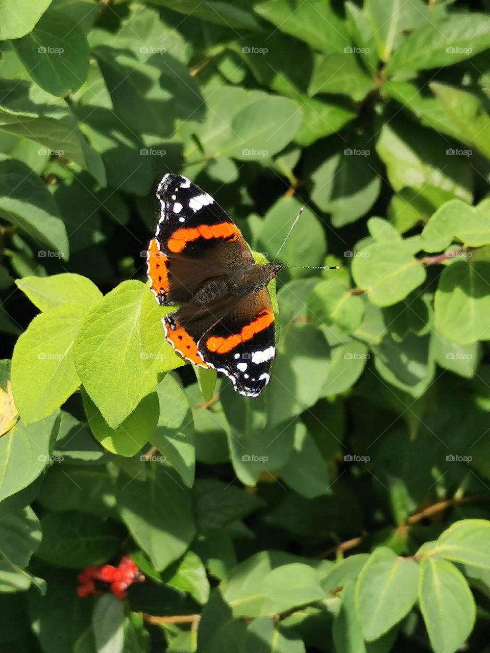 Admiral Schmetterling sonnt sich au
 Blättern