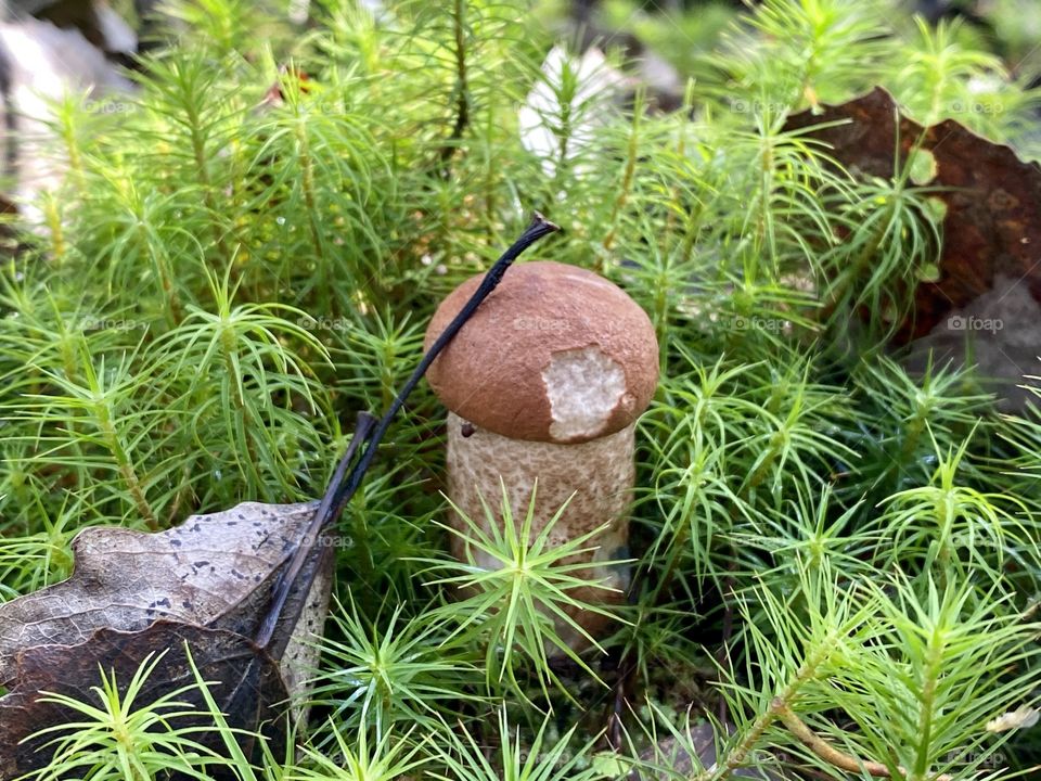 Mushroom in the forest 