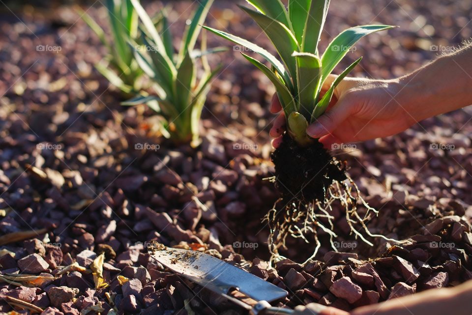 Planting Agave in the yard.