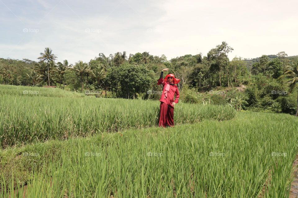 in the ricefield