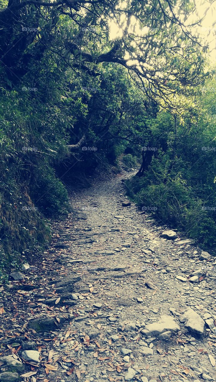 Trekking to triund, mcleodganj, himachal pradesh, india