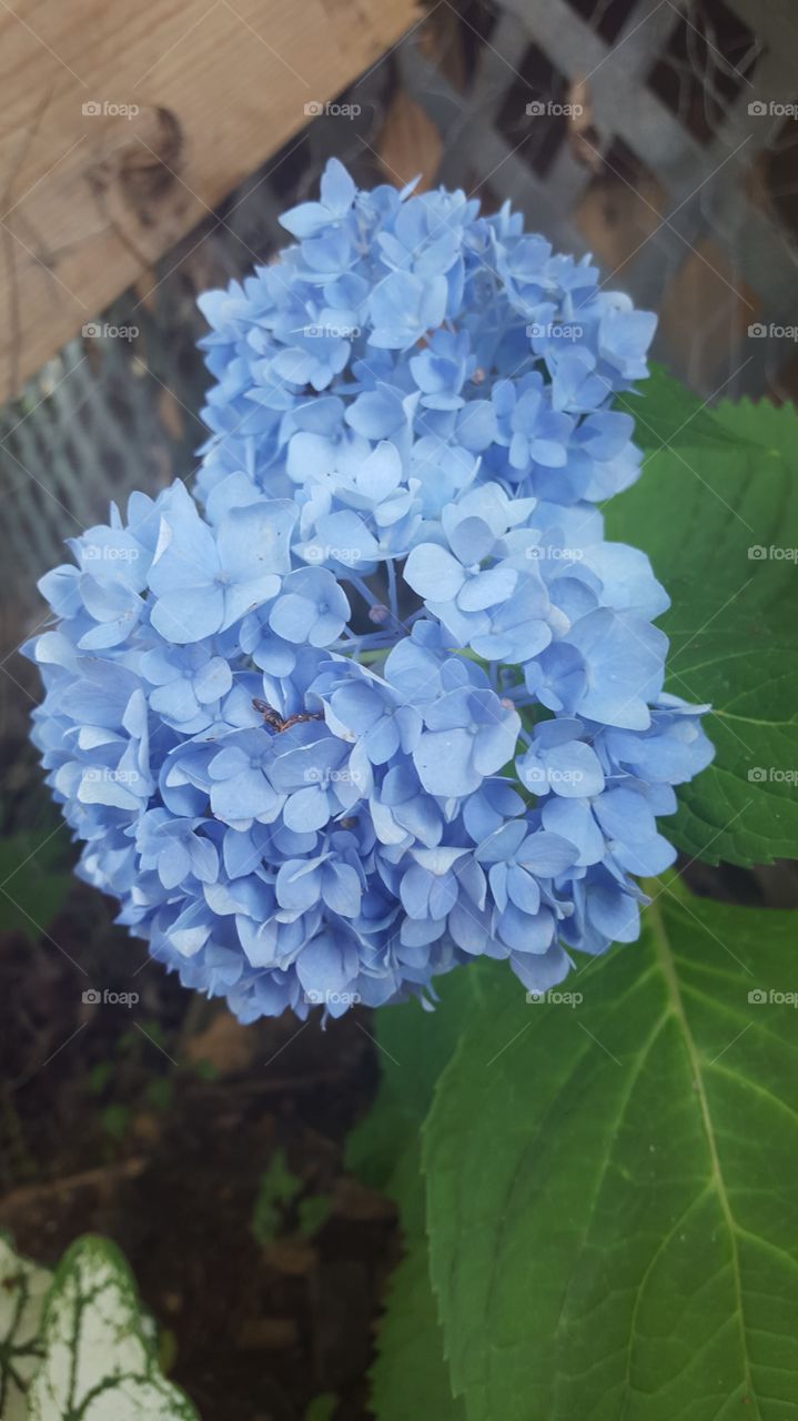 hydrangeas