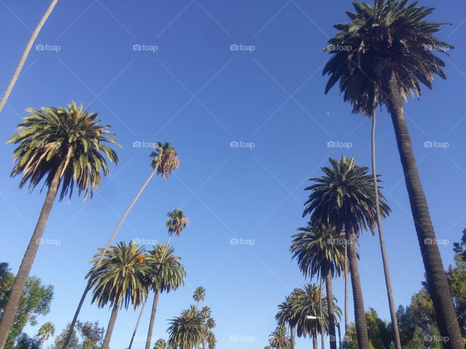 Los Angeles Palmtrees