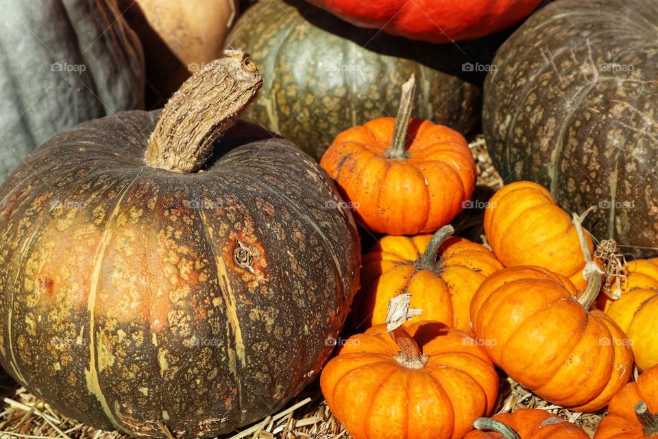 Bunch of beautiful pumpkins in the pumpkin patch on the pumpkin farm waiting to be chosen by families to continue their tradition of pumpkin carving.