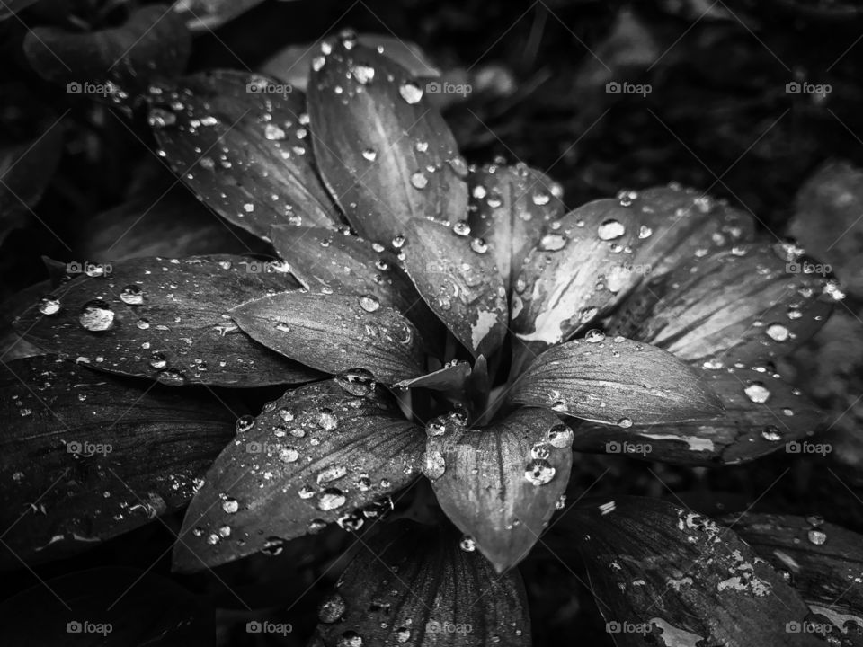 rain water # water drops # b&w #leaf