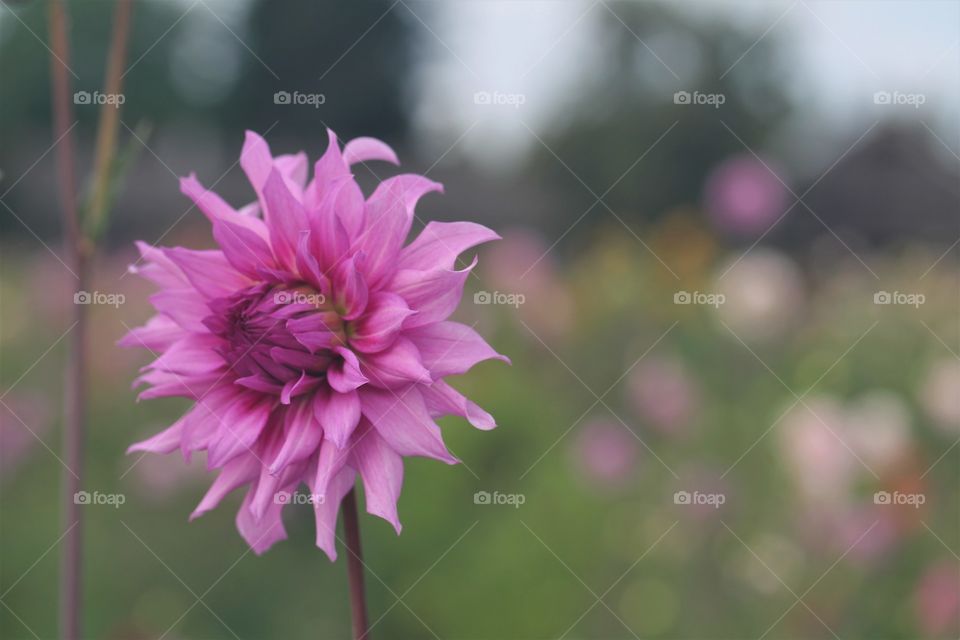 purple dahlia