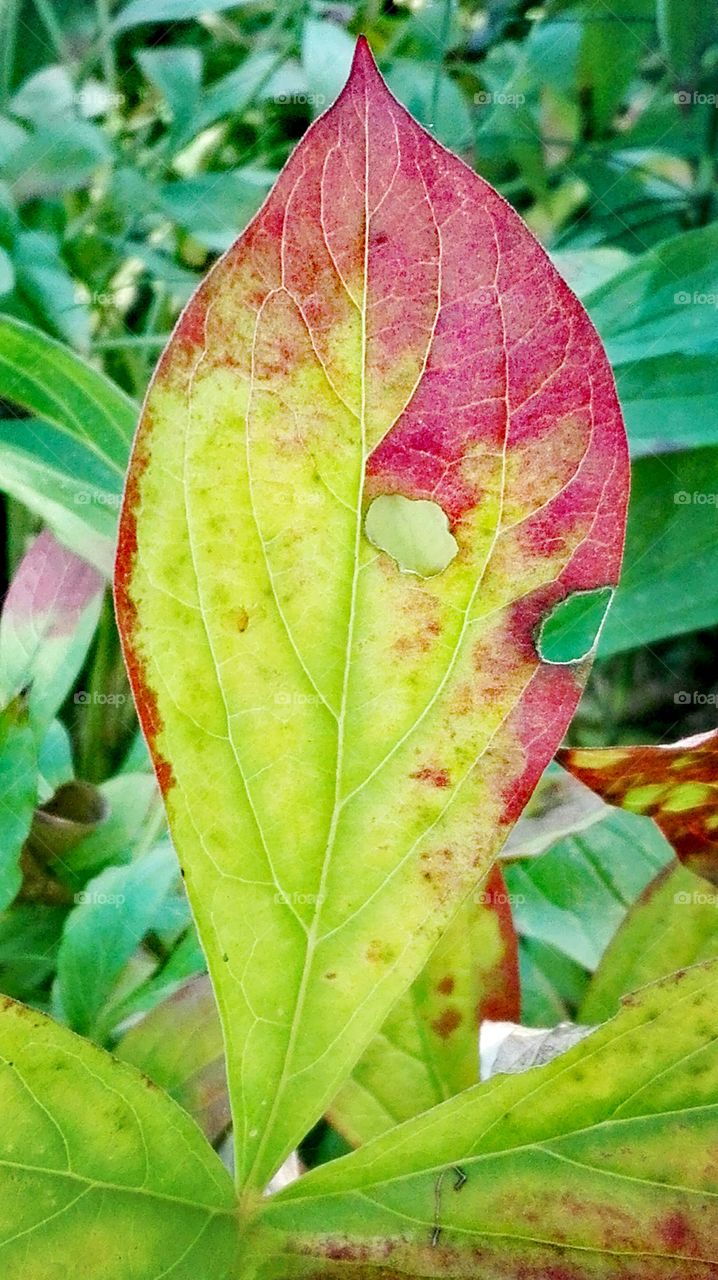 Leaf