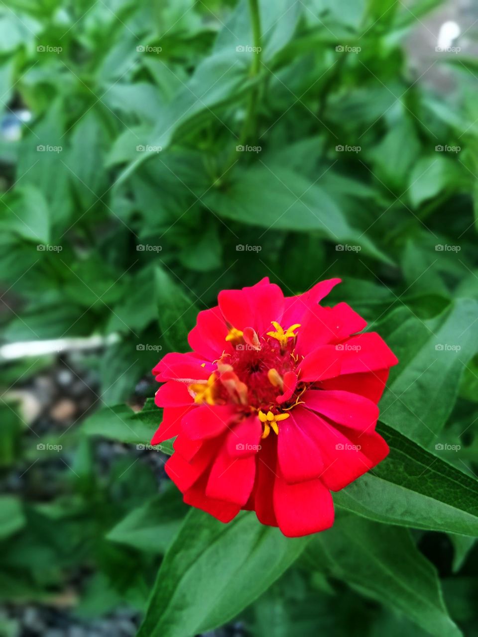 Zinia graceful or better known by the scientific name Zinnia elegans is one of the most famous annual flowering plants of the genus Zinia