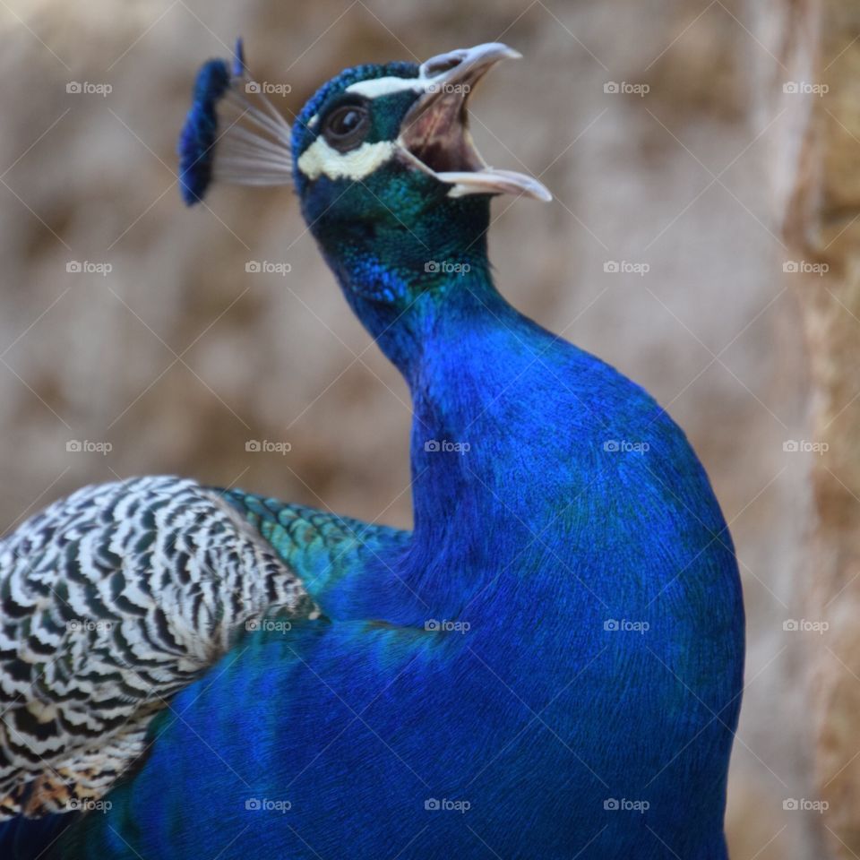 peacock