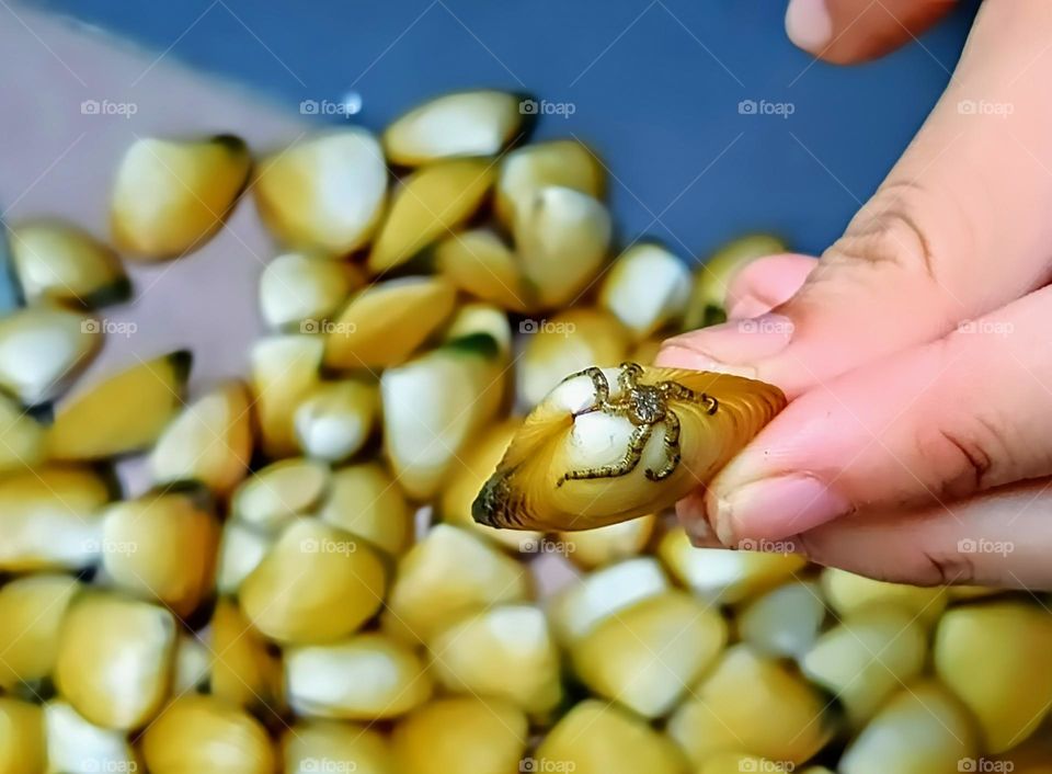 A starfish attached to the clam.