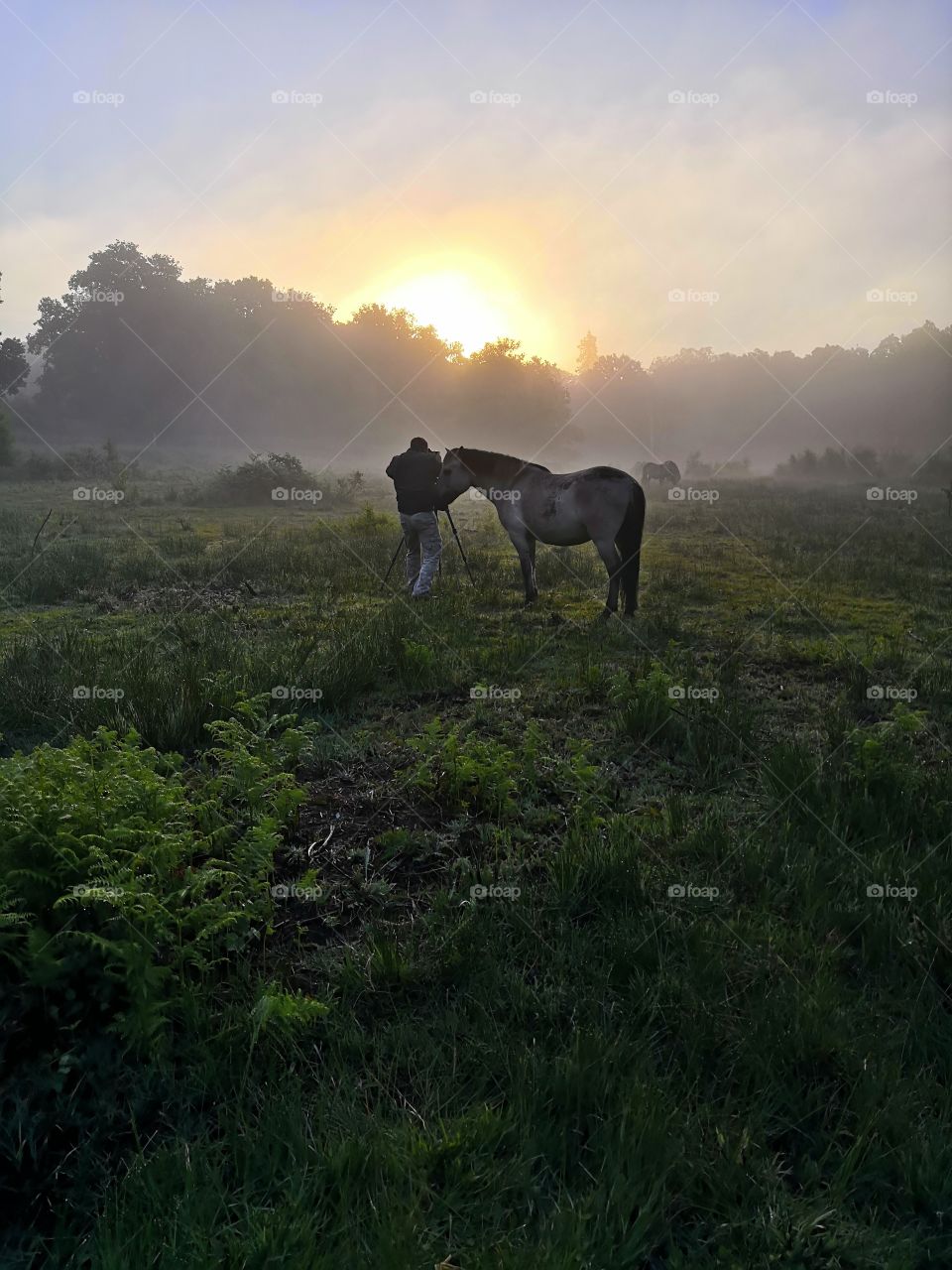 Photographer and wild horse