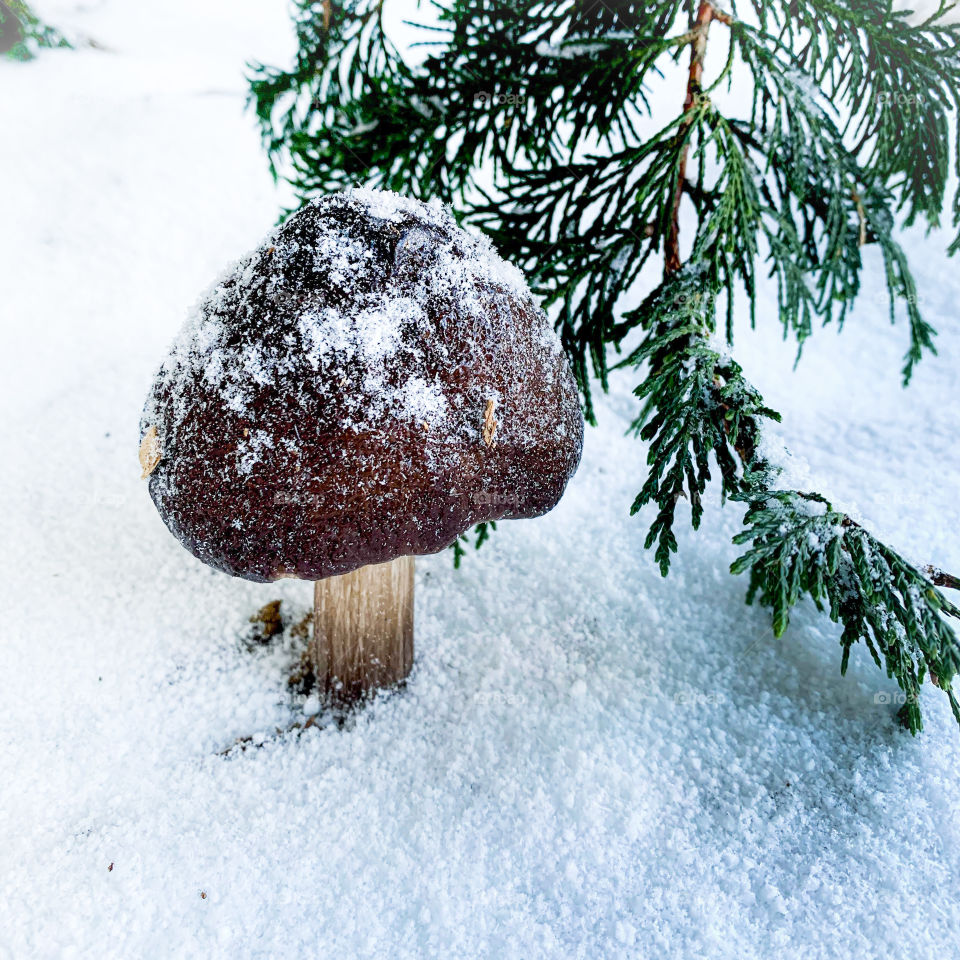 Snow covered woodland mushroom in Washington state. 